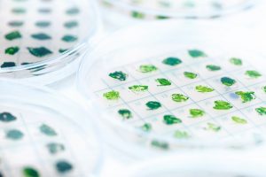 ExxonMobil and Synthetic Genomics Inc. renew their game-changing algae partnership