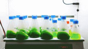 An important step toward making algae biodiesel a reality