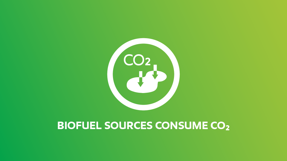 Case for biofuel: Biofuel sources consume CO2